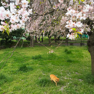 枝垂桜に猫